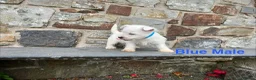 West Highland Terrier dogs for sale: Beautiful Westie Puppies  - Advert 11