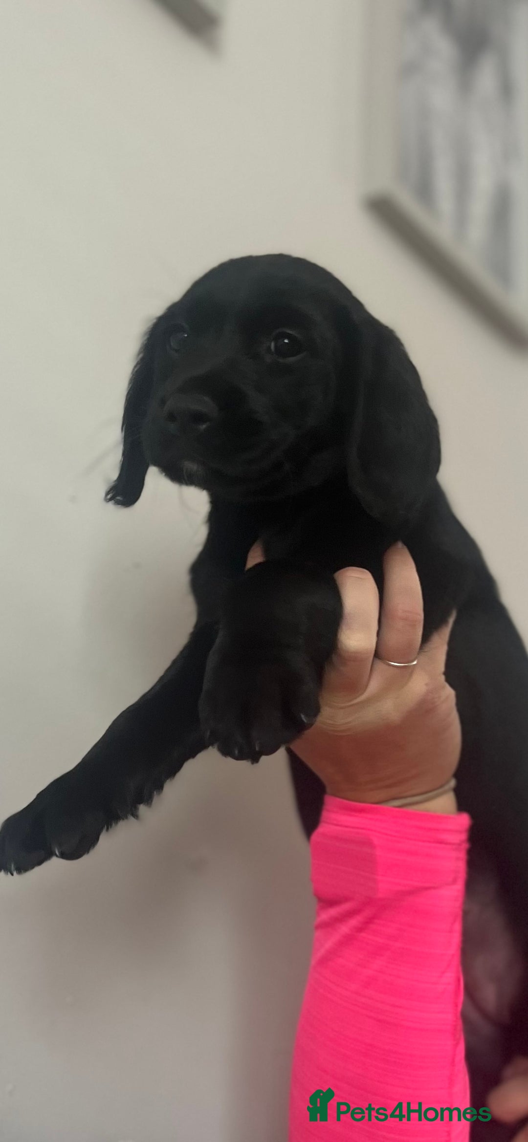 Springador dogs for sale: Last Springador girl left, ready to leave now - Image 2
