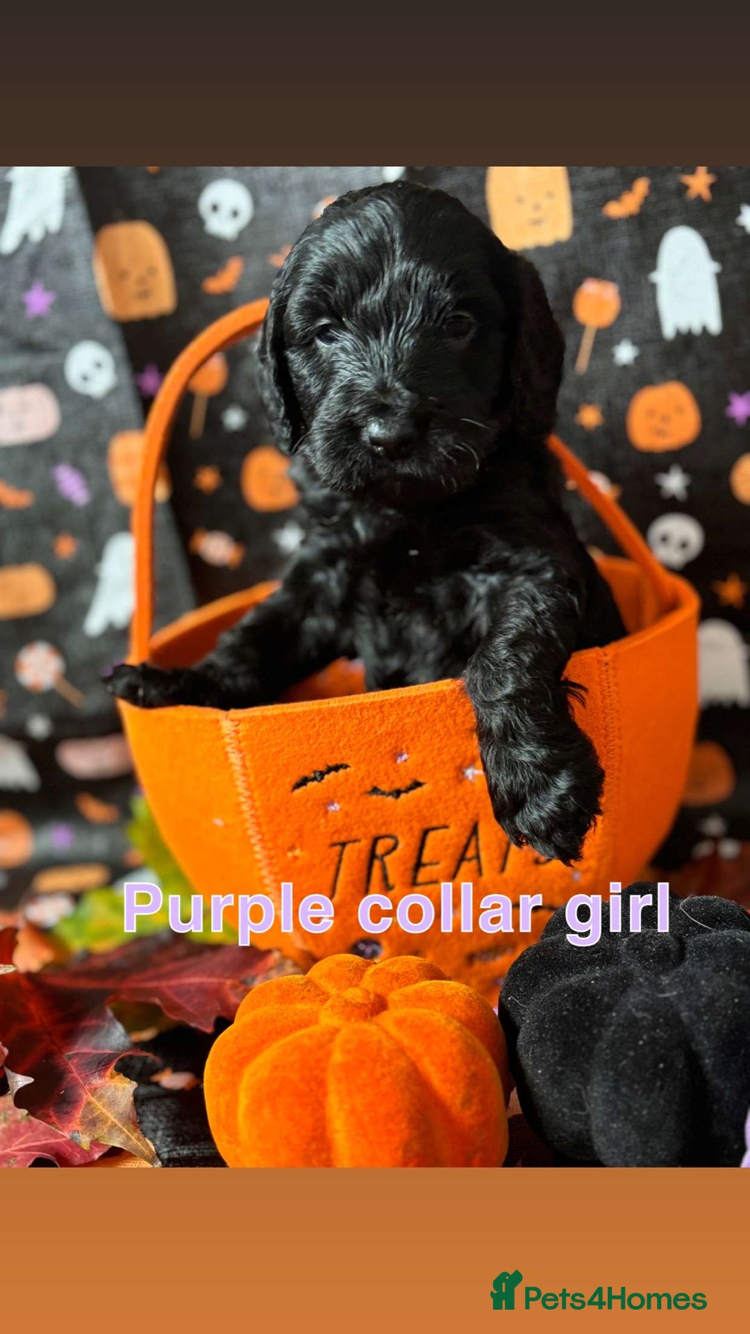 Cockapoo dogs for sale: ❤️AMAZING F1B COCKAPOOS ❤️ - Image 6