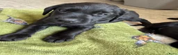 Labrador Retriever dogs for sale: 2 Boys Avaliable now for collection - Advert 7