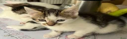 Mixed Breed cats for sale: 6 Lovely kittens for sale  - Advert 34