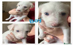 Lurcher dogs for sale: White Lurchers  - Image 11
