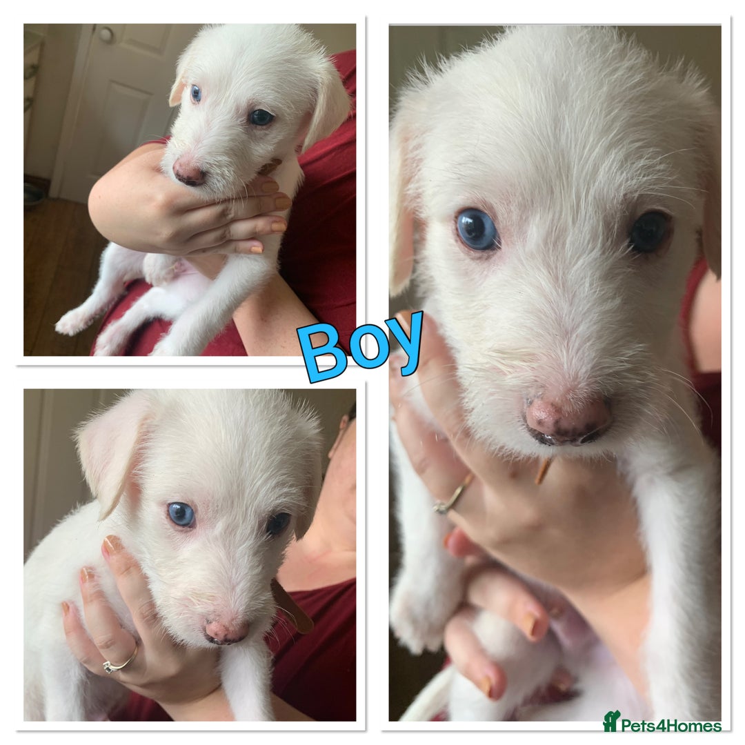Lurcher dogs for sale: White Lurchers  - Image 11