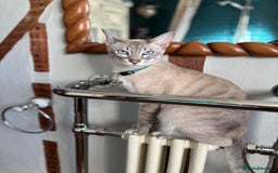Bengal cats for sale: Beautiful Bengal Kittens - 4 boys, 1 girl - Image 12