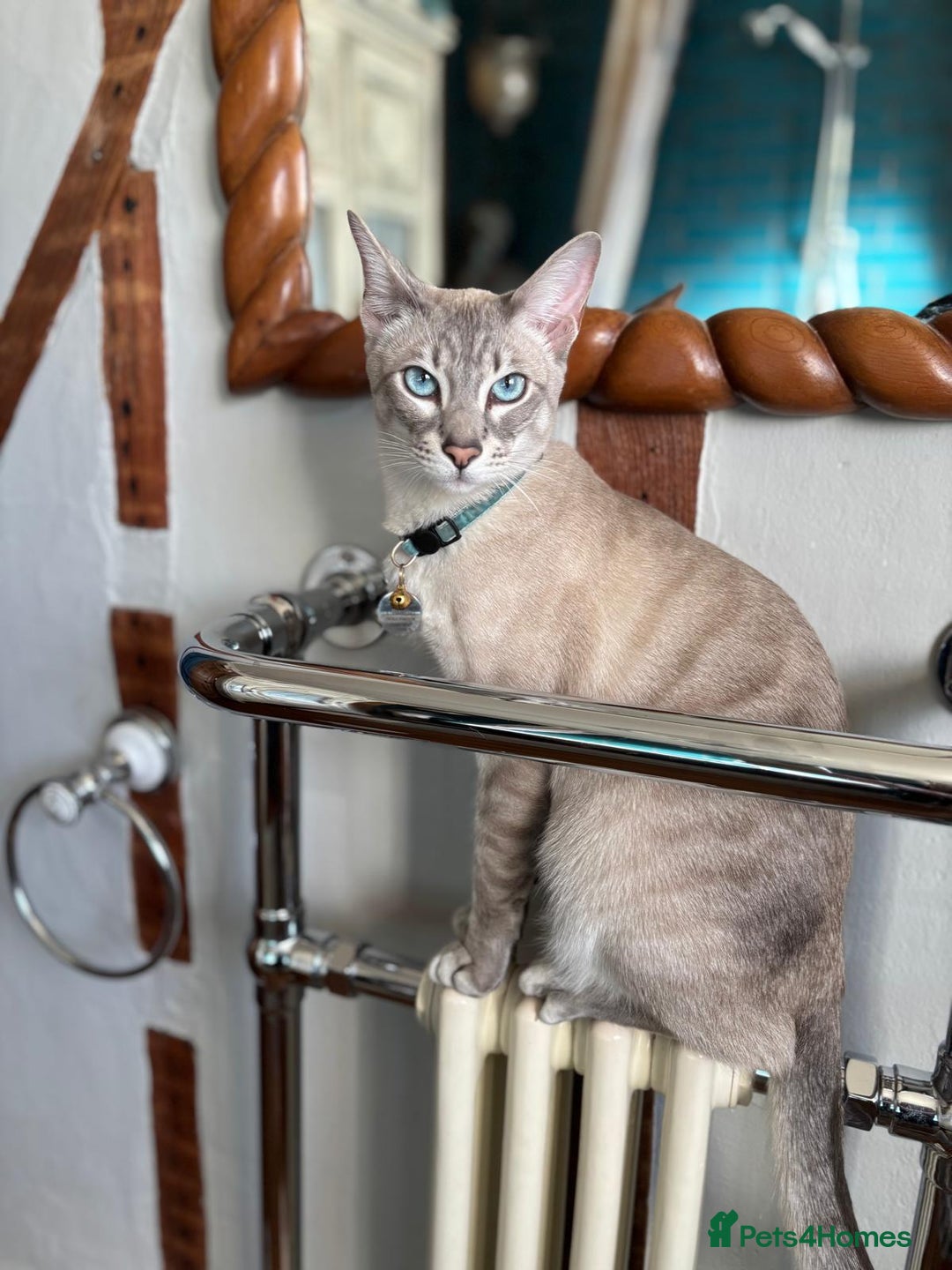 Bengal cats for sale: Beautiful Bengal Kittens - 4 boys, 1 girl - Image 12