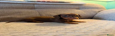 Miniature Dachshund 3