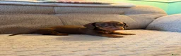 Miniature Dachshund dogs for sale: Male Miniature Dachshunds for sale in Wednesbury - Advert 2