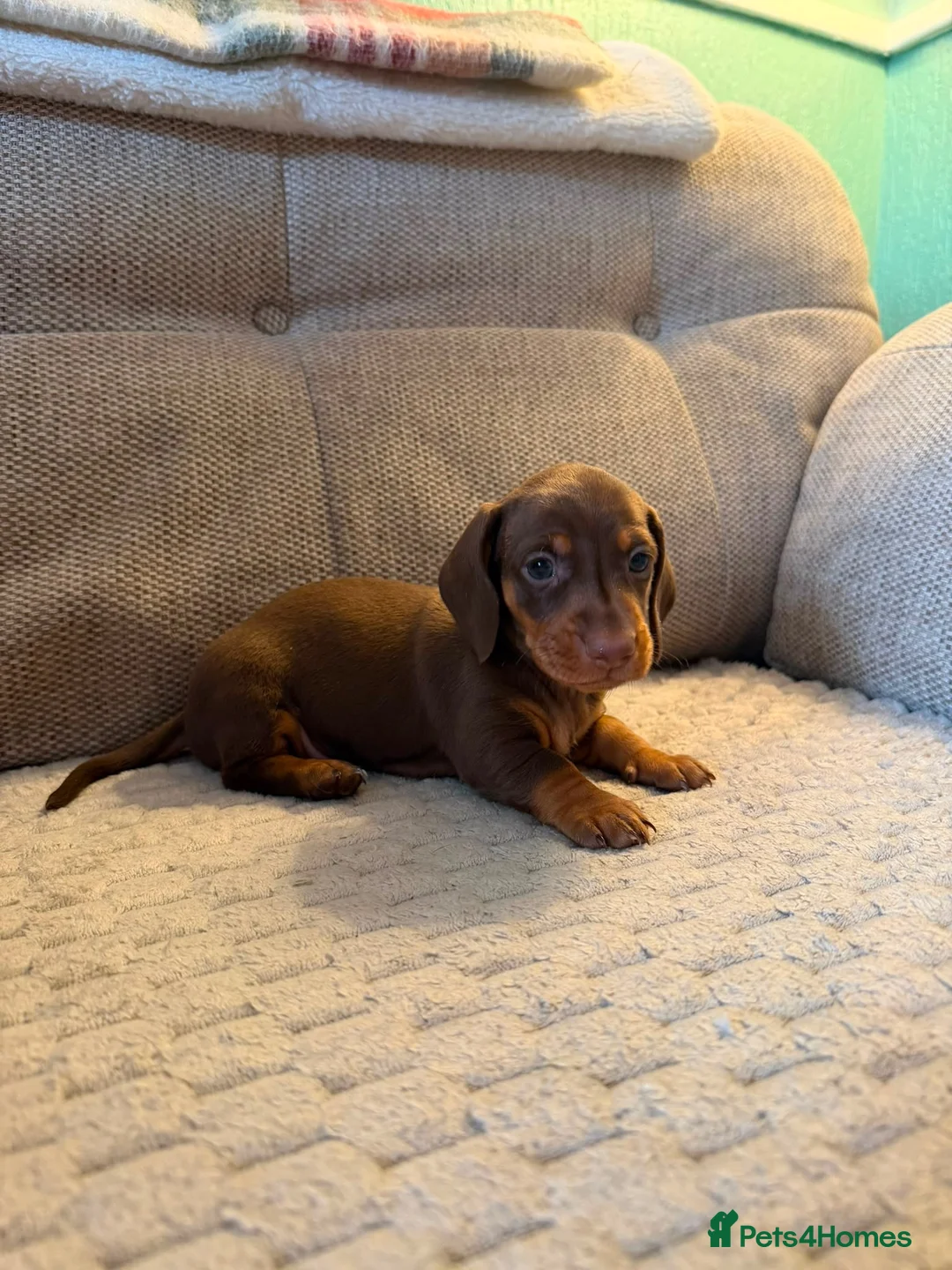 Miniature Dachshund dogs for sale: Male Miniature Dachshunds for sale in Wednesbury - Advert 2