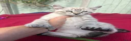 Keetso cats for sale: Superb very rare polydactyl curled eared keetsos  - Advert 3
