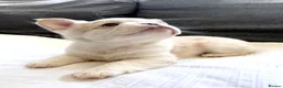 French Bulldog dogs for sale: Top Quality Fluffy/Teddy Bear Coat French Bulldogs - Advert 4