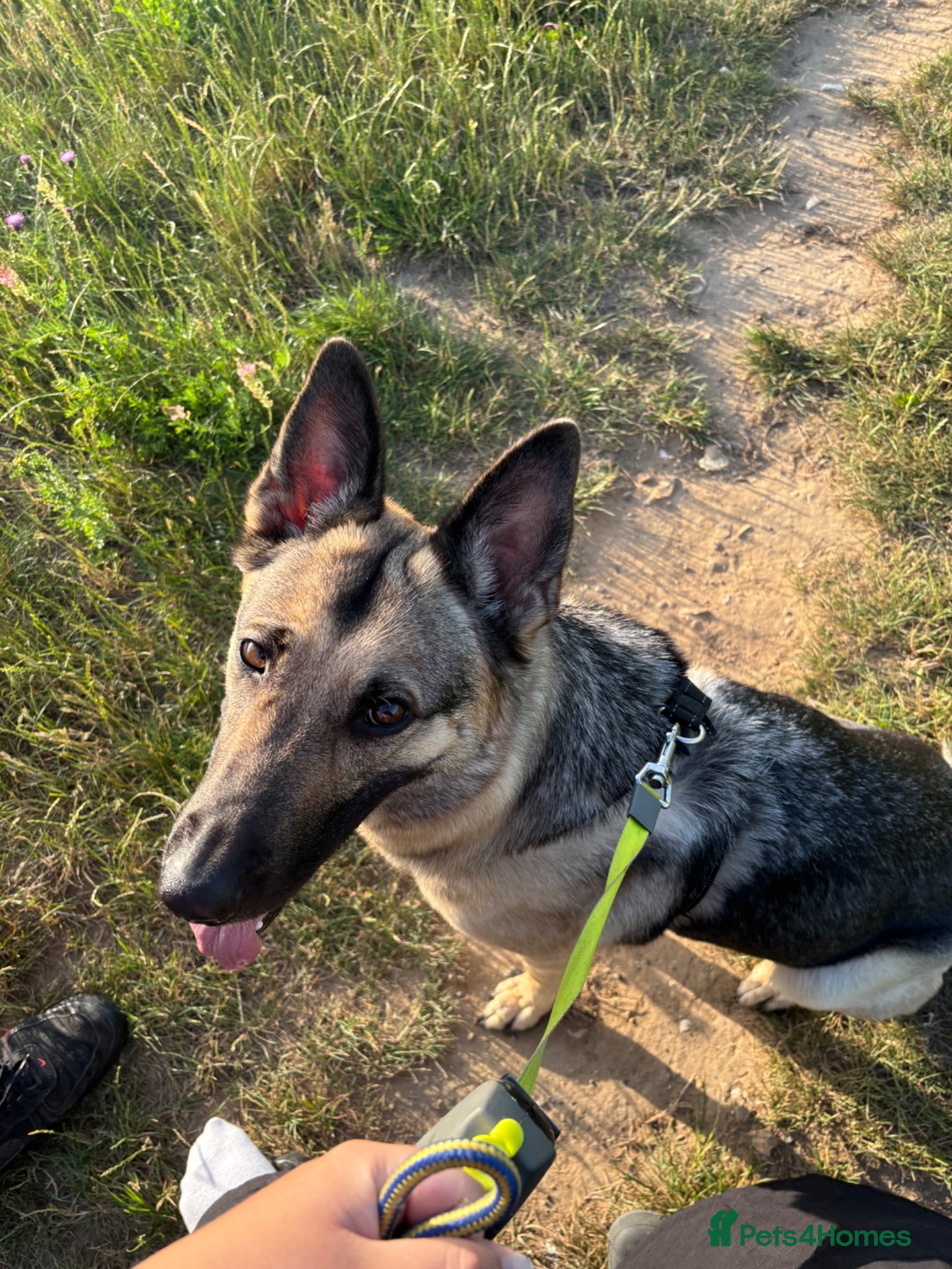 German Shepherd dogs Beautiful German Shepherd ❤️ - Advert 10