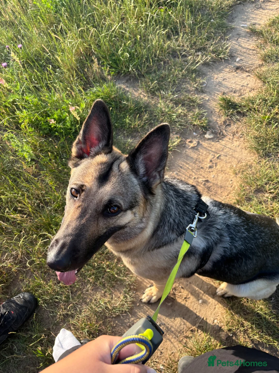 German Shepherd dogs for sale: Beautiful German Shepherd ❤️ - Advert 1