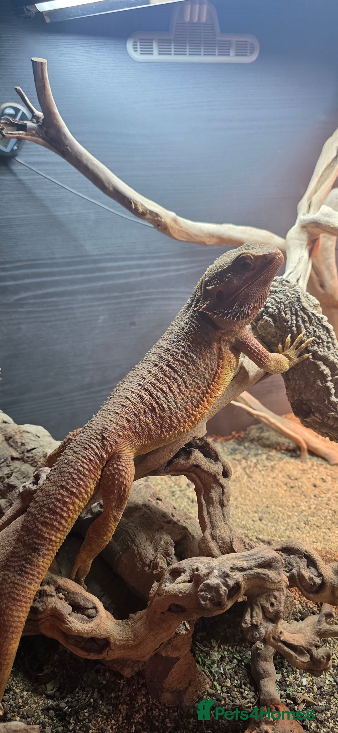 Bearded Dragon reptiles for sale: Bearded dragon for sale - Advert 2