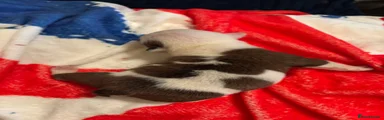 English Bulldog 2