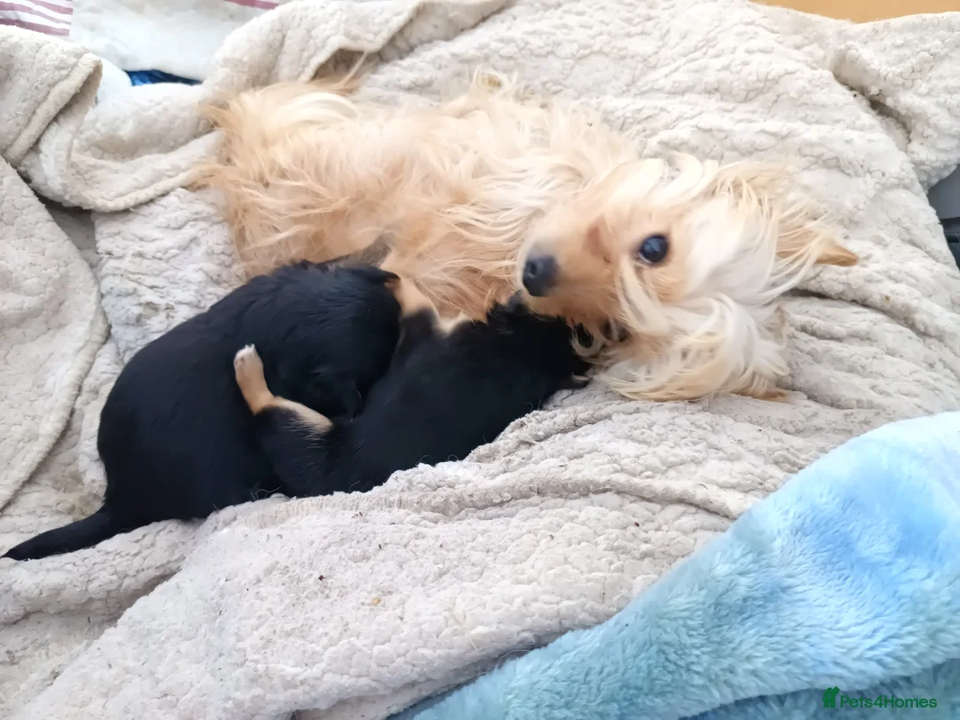 Mixed Breed dogs for sale: Small Mixed Breed Puppy  - Advert 16