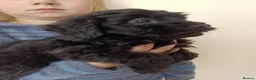 Cockapoo dogs for sale: Beautiful F1 Toy Cockapoo Puppies  - Advert 24