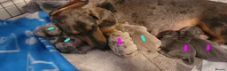 Miniature Dachshund dogs for stud: ⭐️ TRIGGER⭐️ smooth hair Isabella & Tan STUD - Advert 2