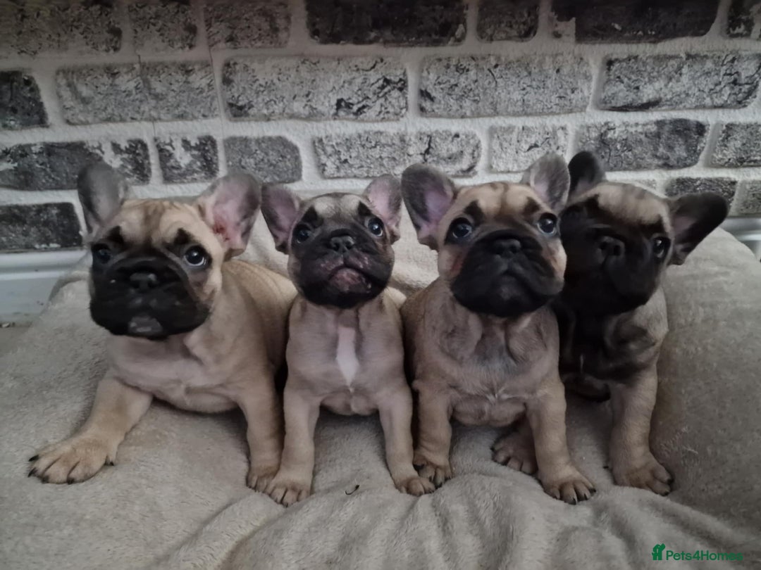 French Bulldog dogs for sale: French Bulldog puppies  - Image 2