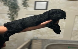 Cockapoo dogs for sale: OUTSTANDING F1B COCKAPOOS ❤️READY NOW 🏠 - Image 8
