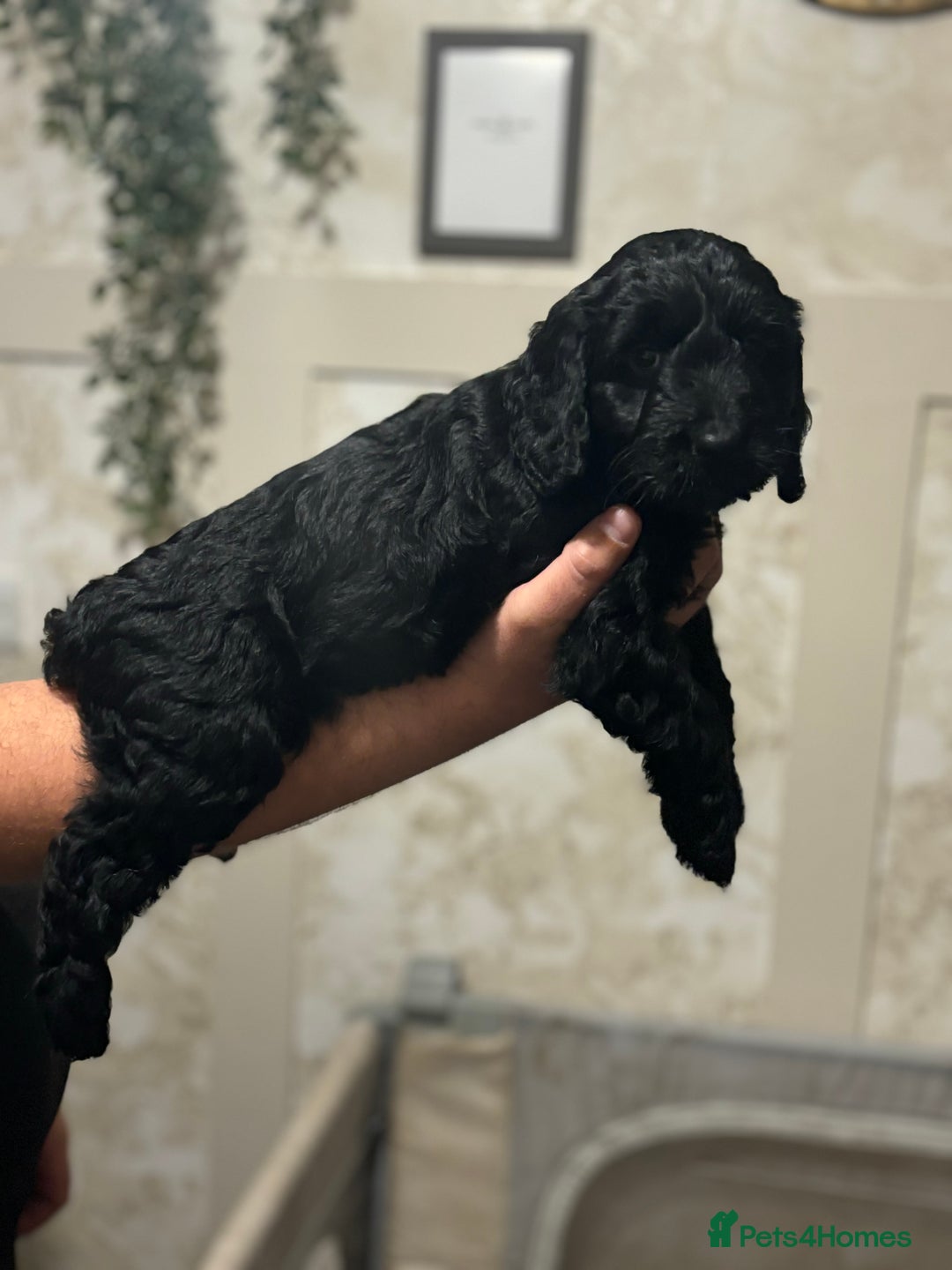 Cockapoo dogs for sale: OUTSTANDING F1B COCKAPOOS ❤️READY NOW 🏠 - Image 8