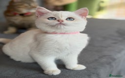 British Shorthair cats for sale: Adorable BSH kittens golden TiCA/ GCCF - Image 6