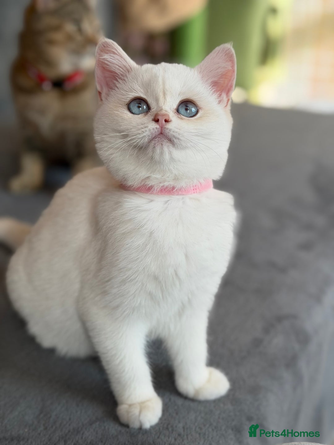 British Shorthair cats for sale: Adorable BSH kittens golden TiCA/ GCCF - Image 6