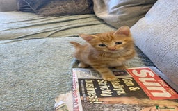 Mixed Breed cats for sale: Beautiful kittens - Image 9