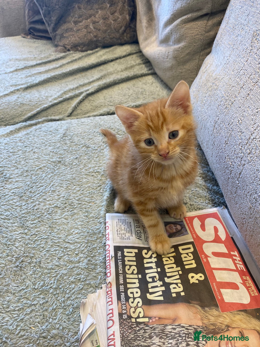 Mixed Breed cats for sale: Beautiful kittens - Image 9