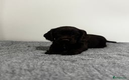 Cocker Spaniel dogs for sale: 4 beautiful cocker spaniel pups for sale - Image 8