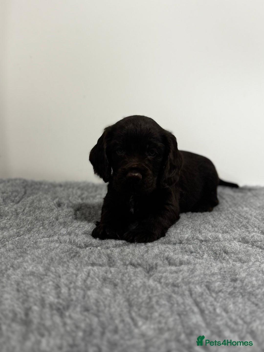 Cocker Spaniel dogs for sale: 4 beautiful cocker spaniel pups for sale - Image 8
