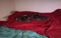 Bengal cats for sale: 1 Boy left, REDUCED. ready this halloween - Image 14