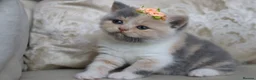 British Shorthair cats for sale: 😻 Unique BSH kittens with pedigree! ✨ - Advert 28
