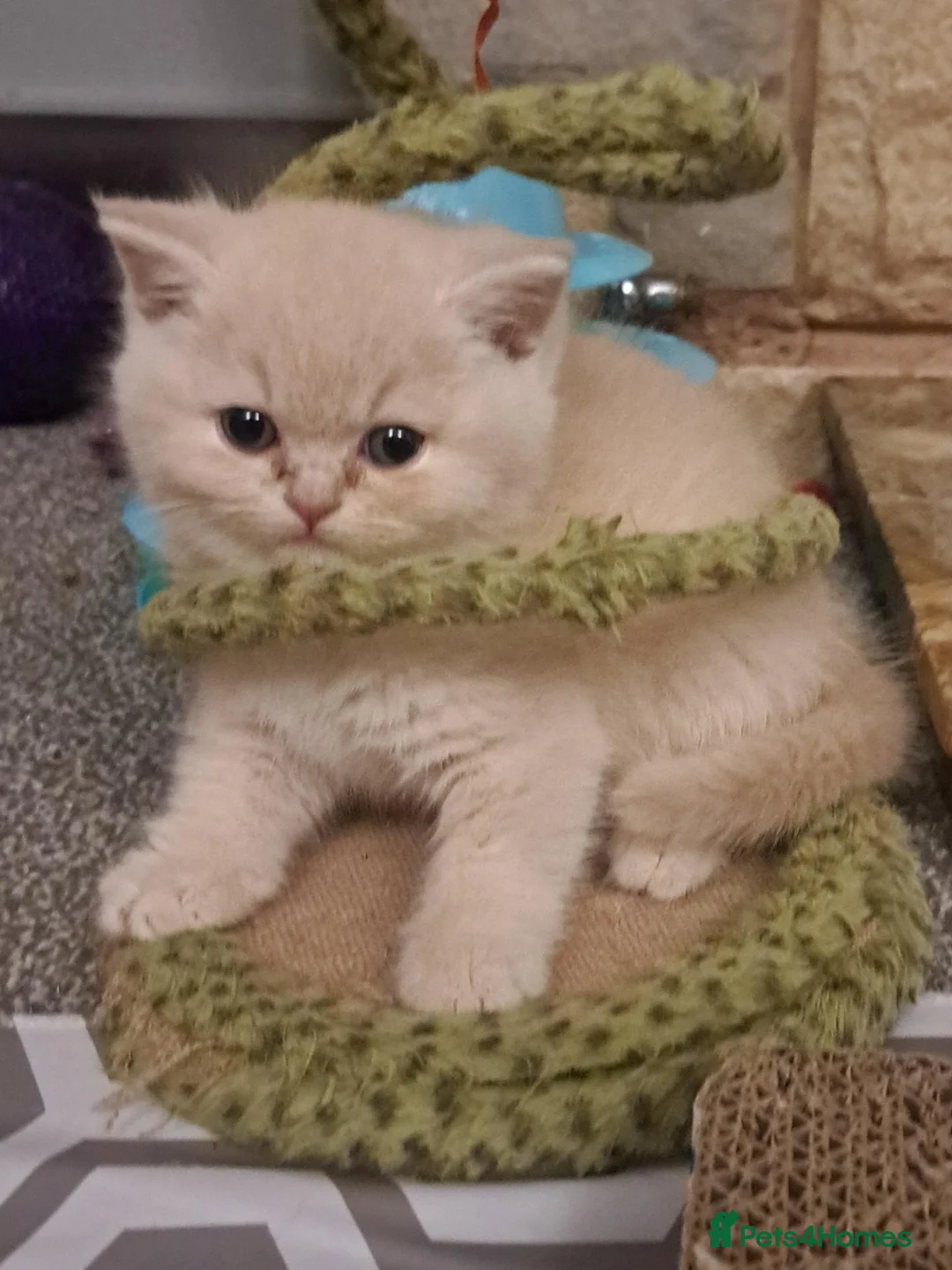 British Shorthair cats for sale: Top Quality purebreed BSH kittens - Advert 18