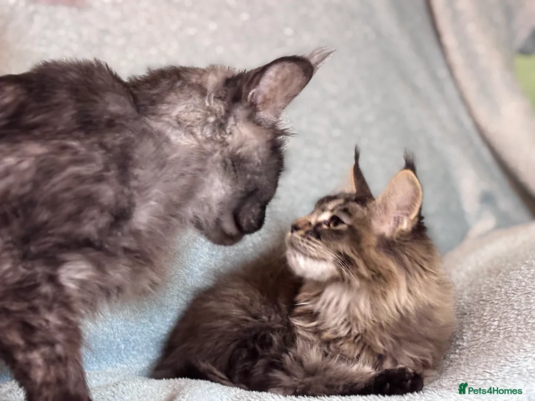 Maine Coon cats for sale: TICA registered Maine Coon Kitten  - Advert 6