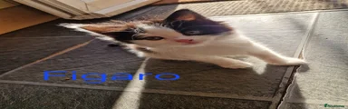 Figaro