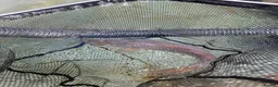 Koi Carp fish for sale: Bulk of Mixed Koi for sale as Whole - Advert 2
