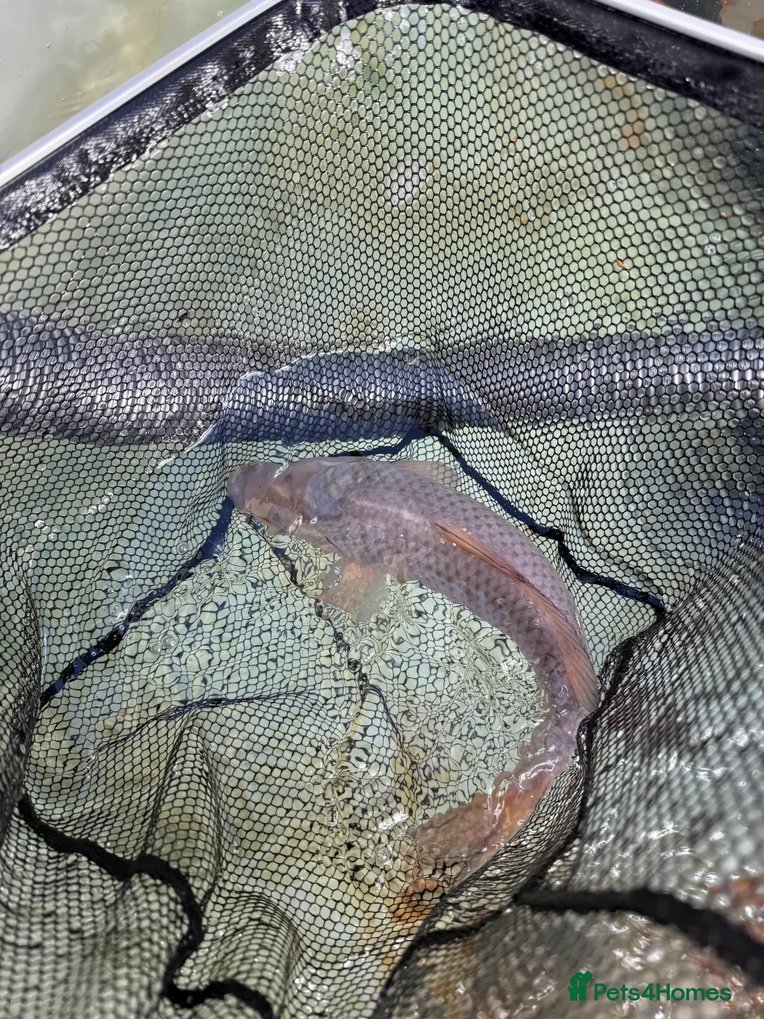 Koi Carp fish for sale: Bulk of Mixed Koi for sale as Whole - Advert 2