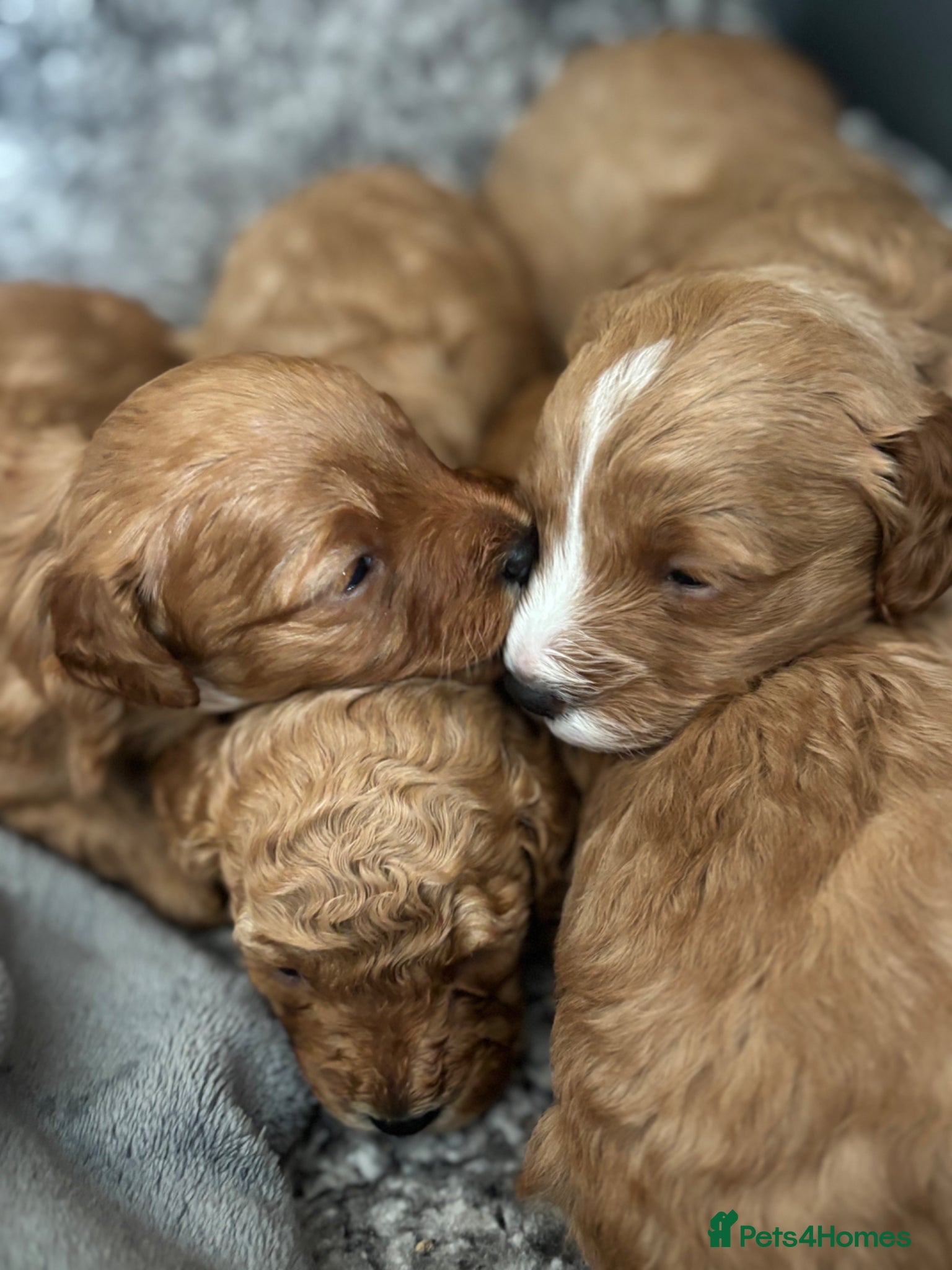 Cavapoo dogs Stunning red toy cavapoo pups  - Advert 13