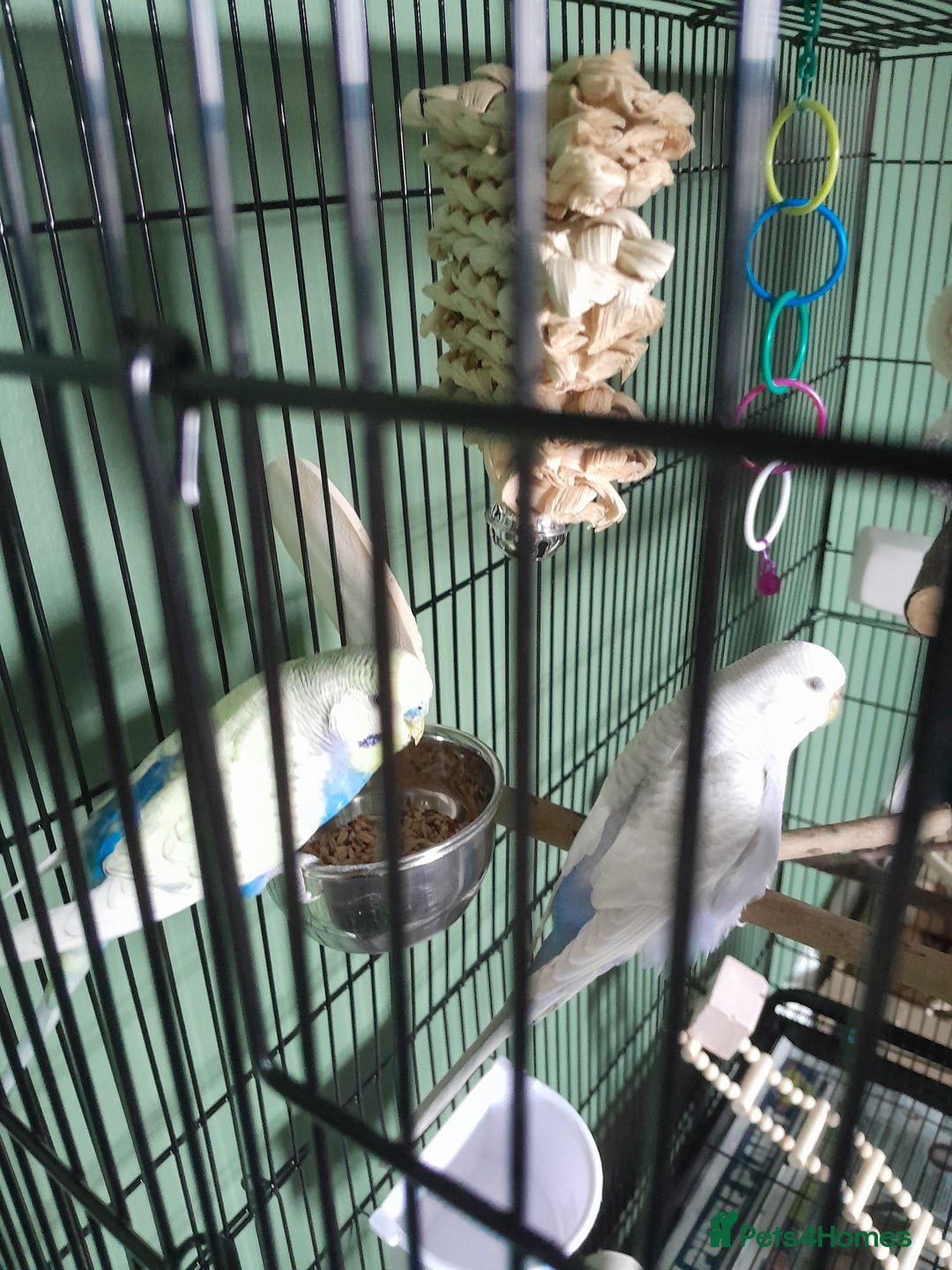 Budgerigars birds for sale: Bonded pair of budgies  - Image 5