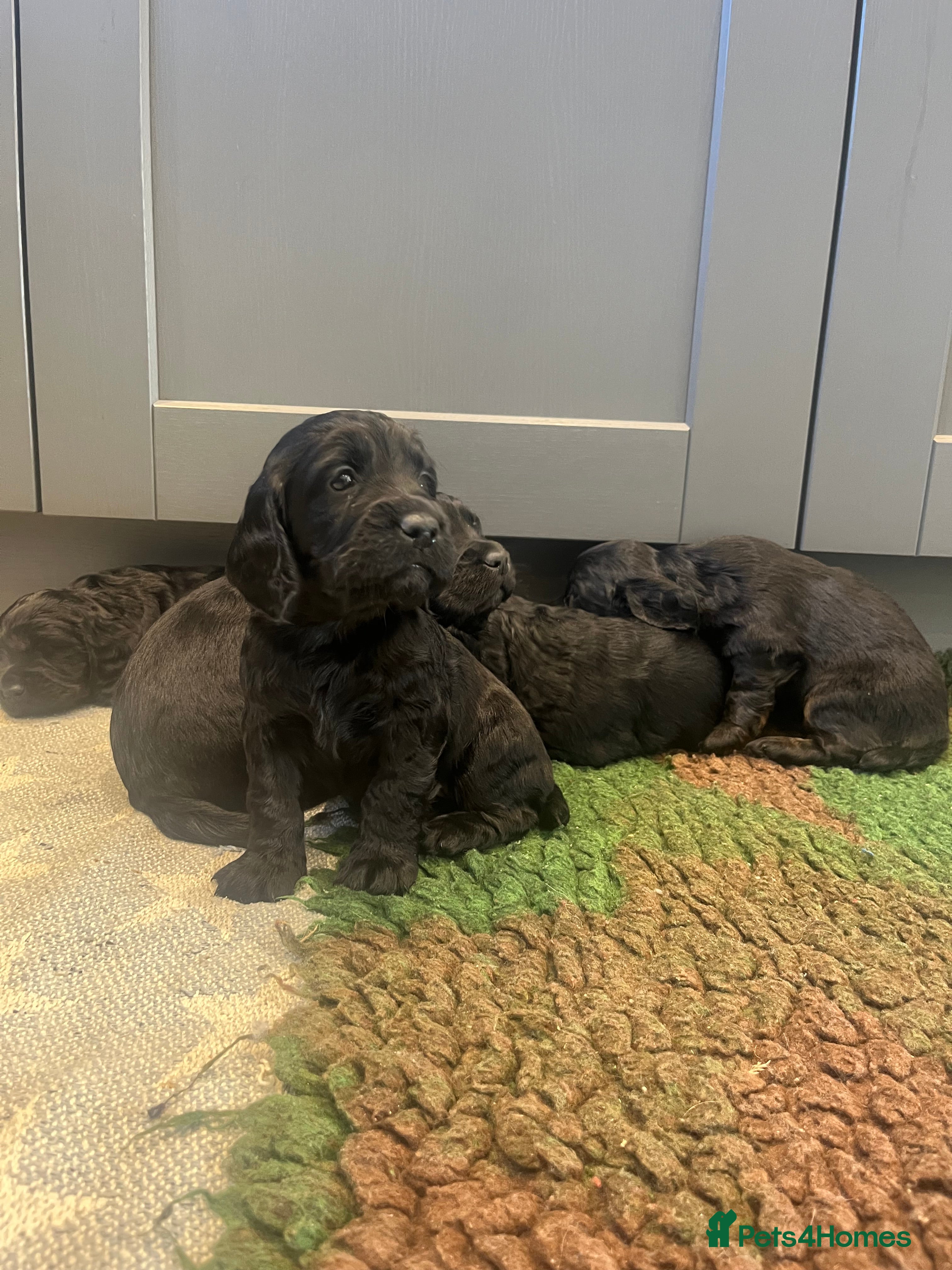 Cocker Spaniel dogs KC working cocker spaniel puppies  - Advert 17