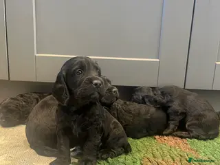 Cocker Spaniel dogs KC working cocker spaniel puppies - Advert 17