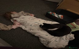 British Shorthair cats for sale: Male British short haired kitten 6months old - Advert 3