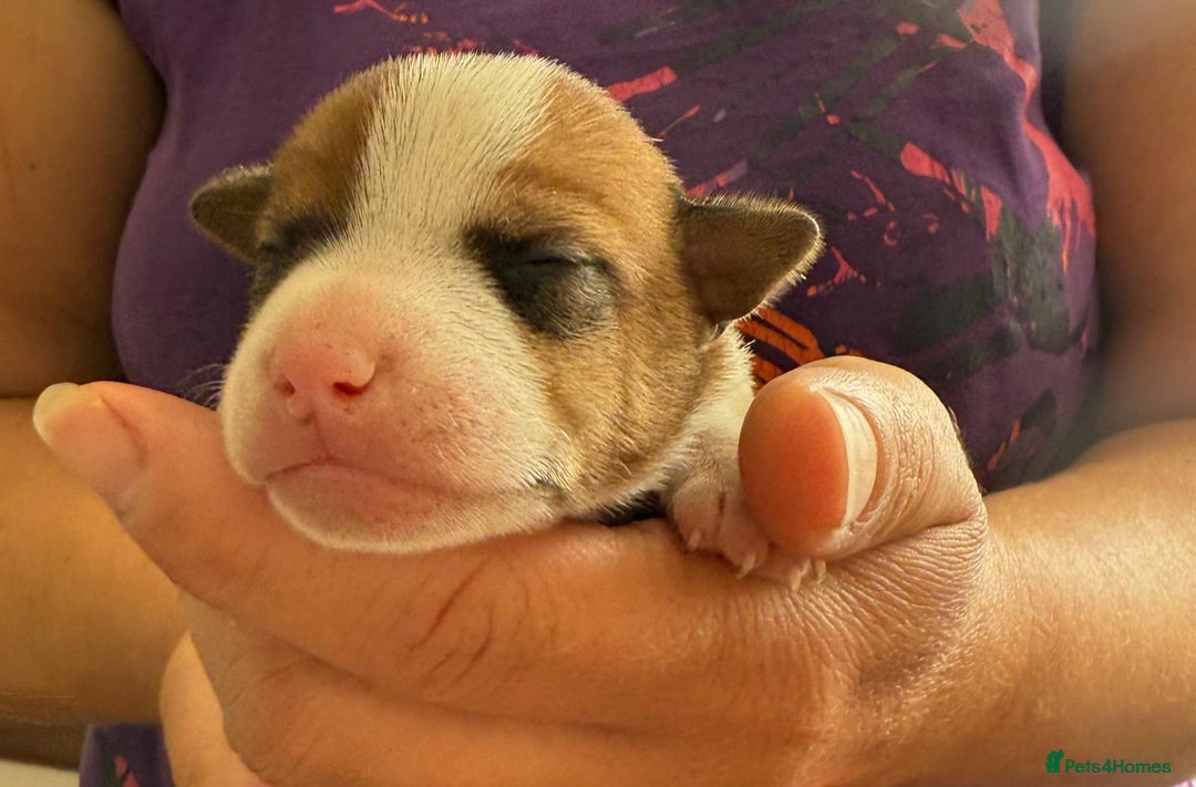 Jack Russell dogs for sale: Bred From Health Tested Parents - Image 3