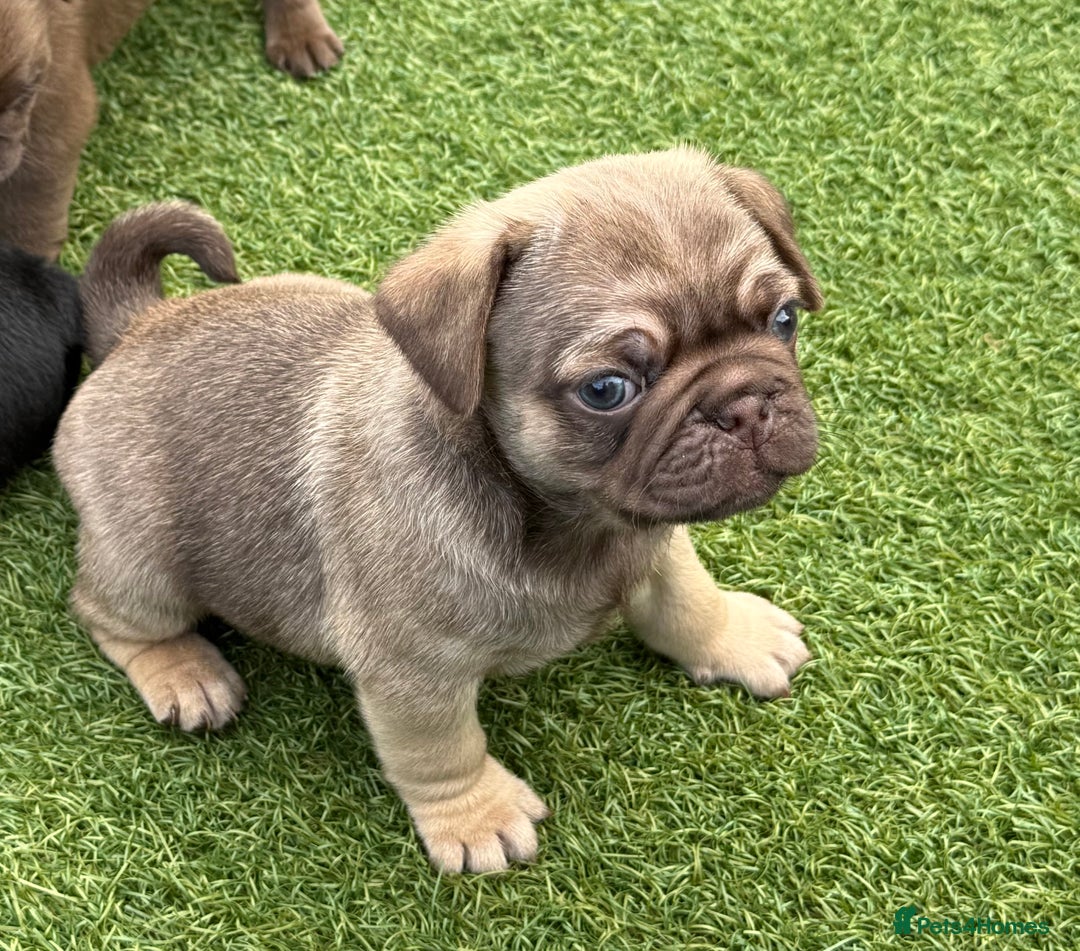 Pug dogs for sale: stunning KC Registered PUG puppies  - Image 11