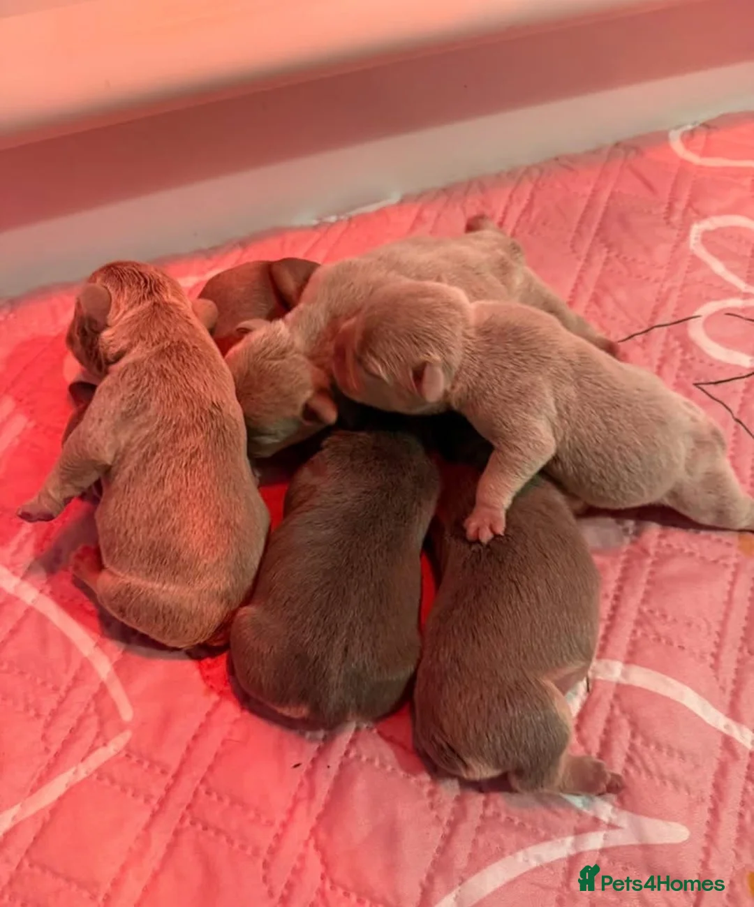 French Bulldog dogs for sale: French Bulldog Puppies  - Advert 14
