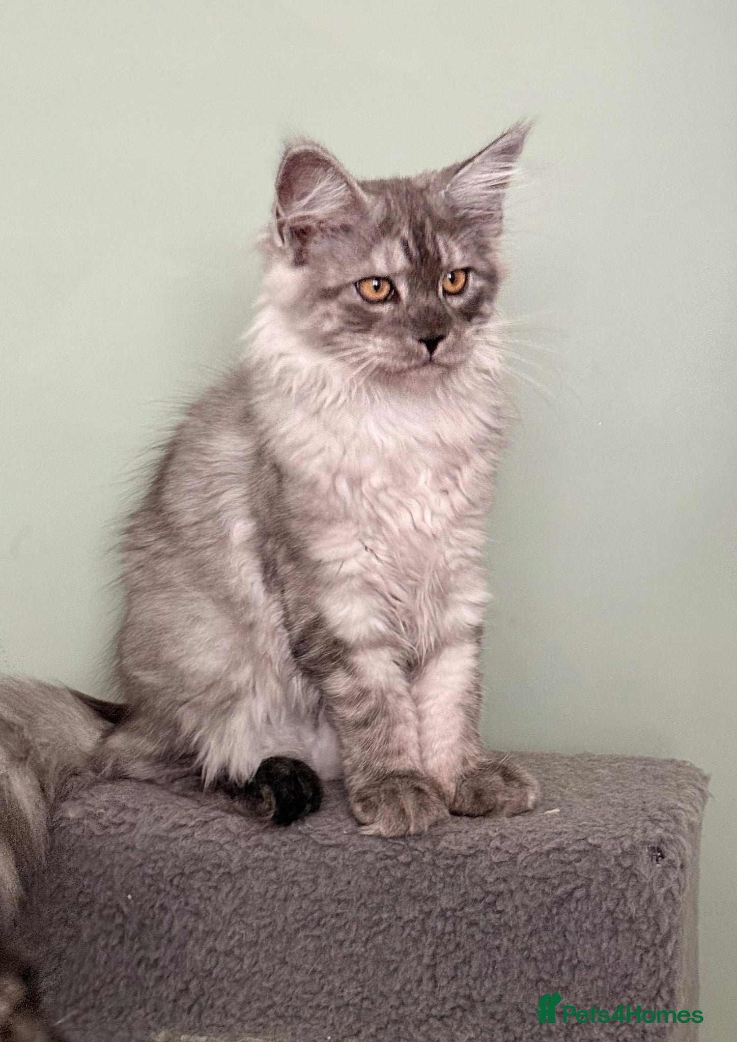 Maine Coon cats    ❤️ Last Available | Show Quality Female ❤️ - Advert 2