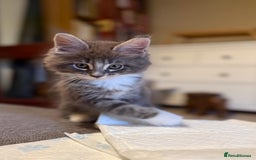 Maine Coon cats for sale: Purebred Maine Coon kittens from pedigree parents  in Lichfield - Image 6