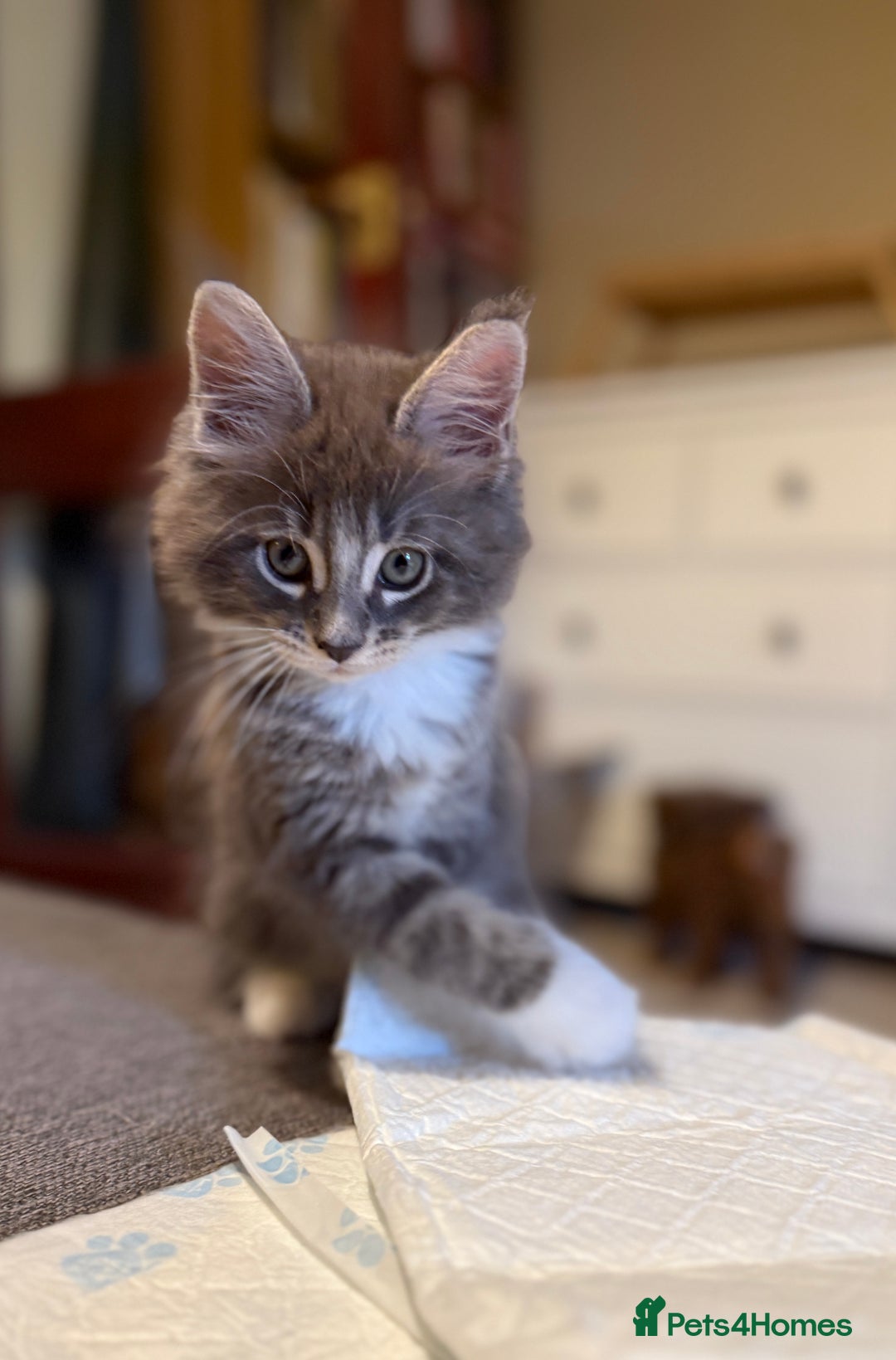 Maine Coon cats for sale: Purebred Maine Coon kittens from pedigree parents  in Lichfield - Image 6
