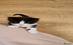 Mixed Breed cats for sale: 2 fluffy girls - Image 8