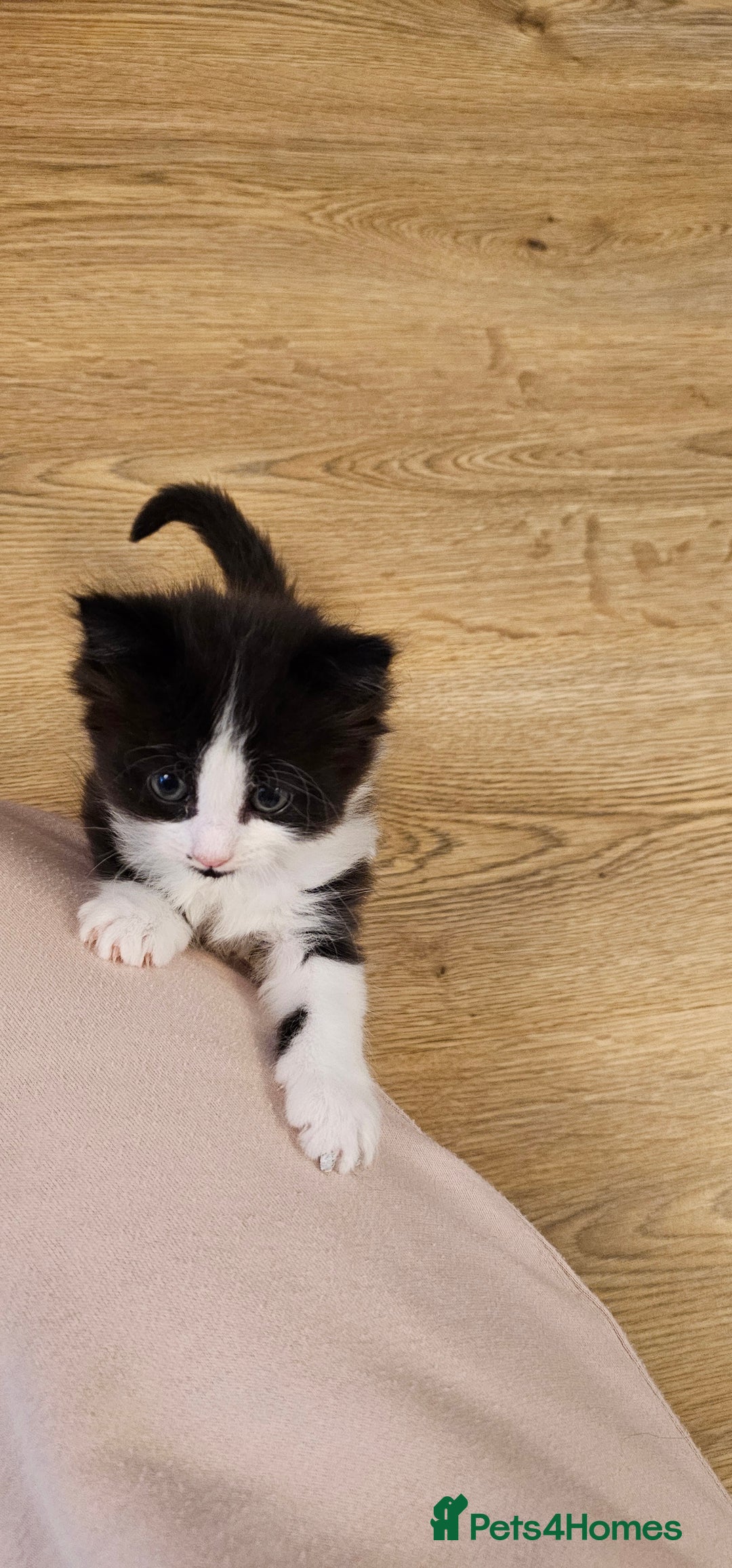Mixed Breed cats for sale: 2 fluffy girls - Image 8